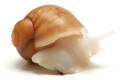 Archachatina puylaerti albino body juvenil